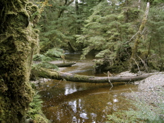 Gwaii Haanas 41