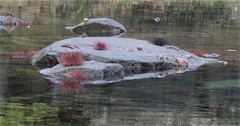 Gwaii Haanas 45