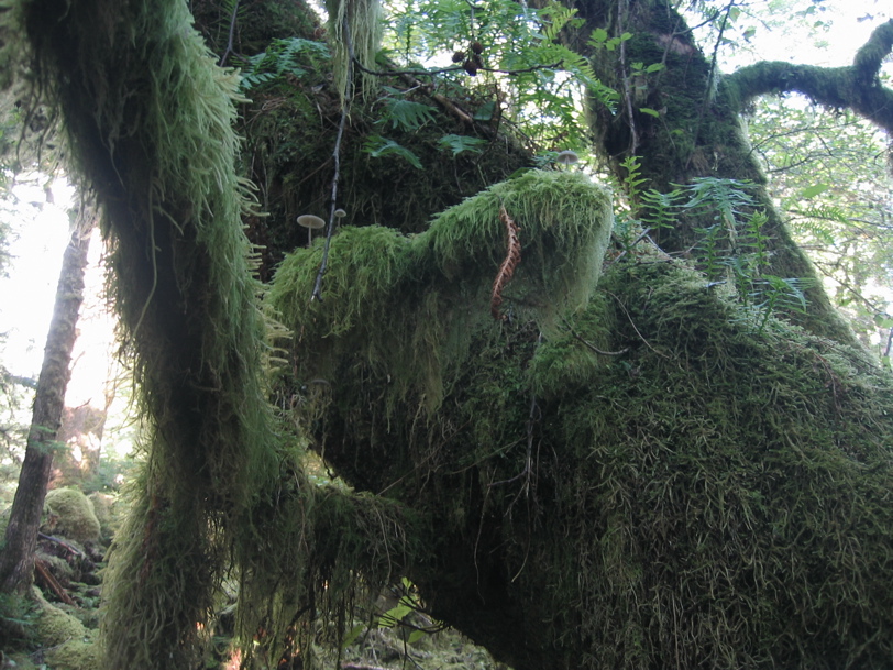  Gwaii Haanas 83