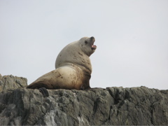 Gwaii Haanas 71