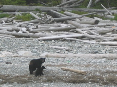 Gwaii Haanas 77