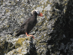 Gwaii Haanas 64