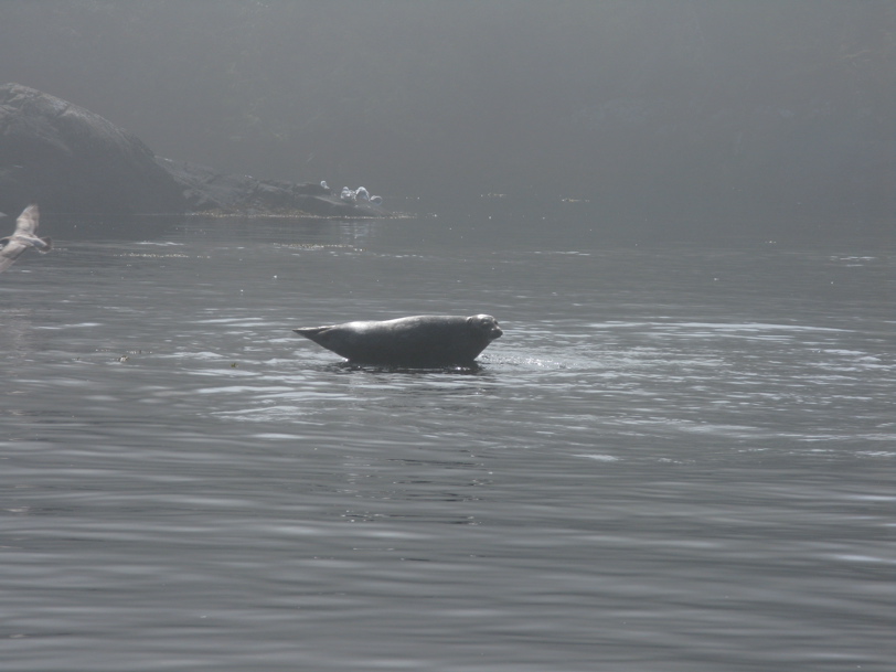 Gwaii Haanas 113