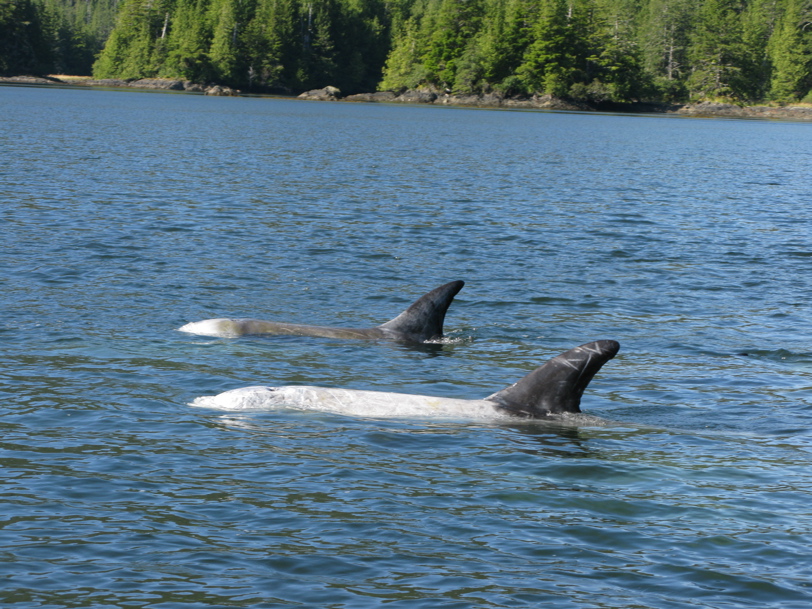 Gwaii Haanas 122