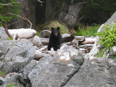 Gwaii Haanas 105