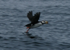 Gwaii Haanas 107