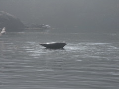 Gwaii Haanas 113