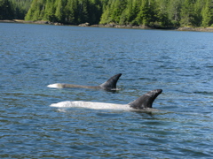 Gwaii Haanas 124