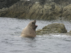 Gwaii Haanas 101