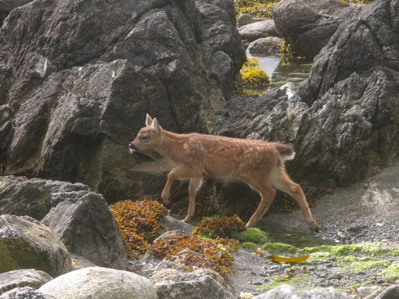 Gwaii Haanas 178