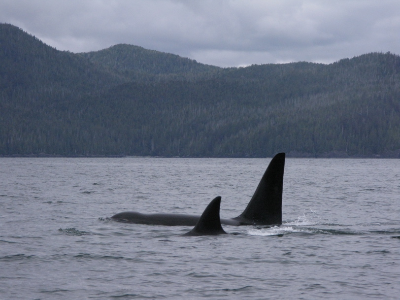 Gwaii Haanas 162