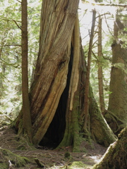 Gwaii Haanas 171