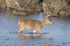 Gwaii Haanas 176