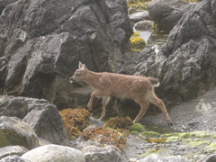 Gwaii Haanas 178