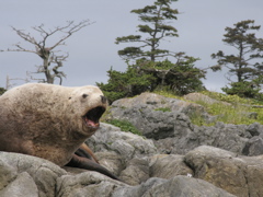 Gwaii Haanas 180