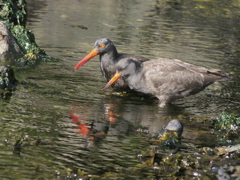 Gwaii Haanas 159