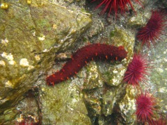 Gwaii Haanas 185