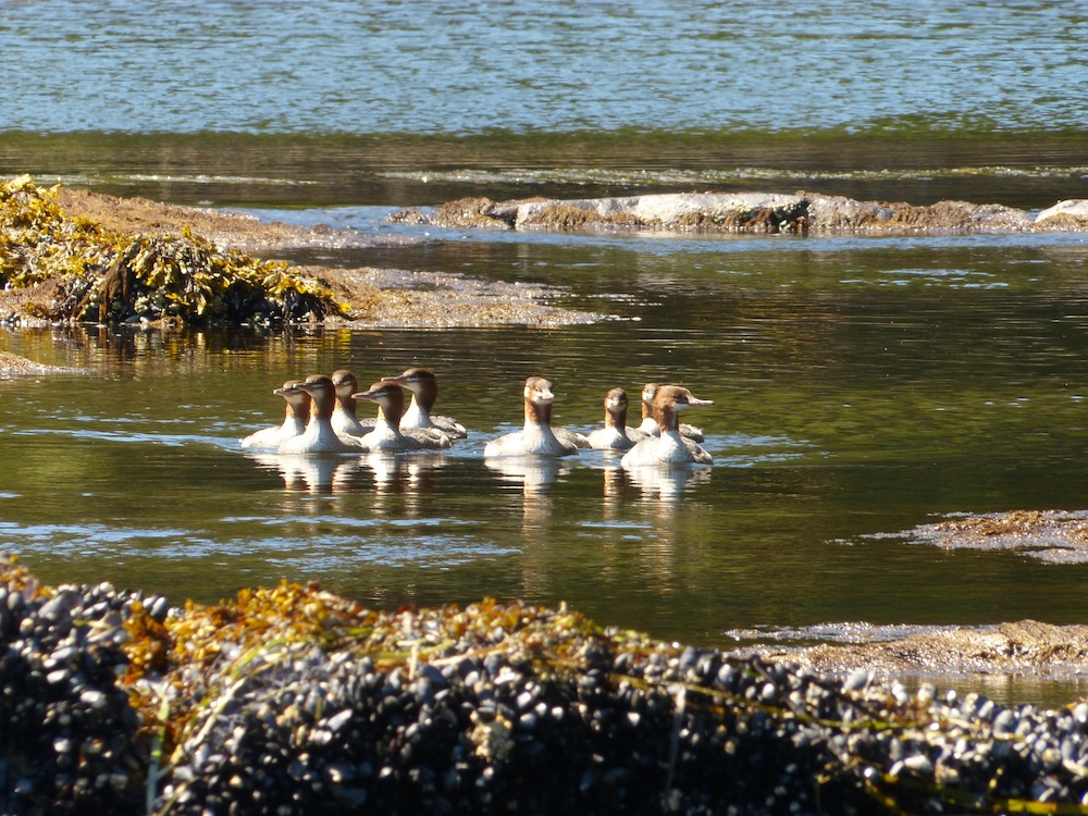 Gwaii Haanas 249