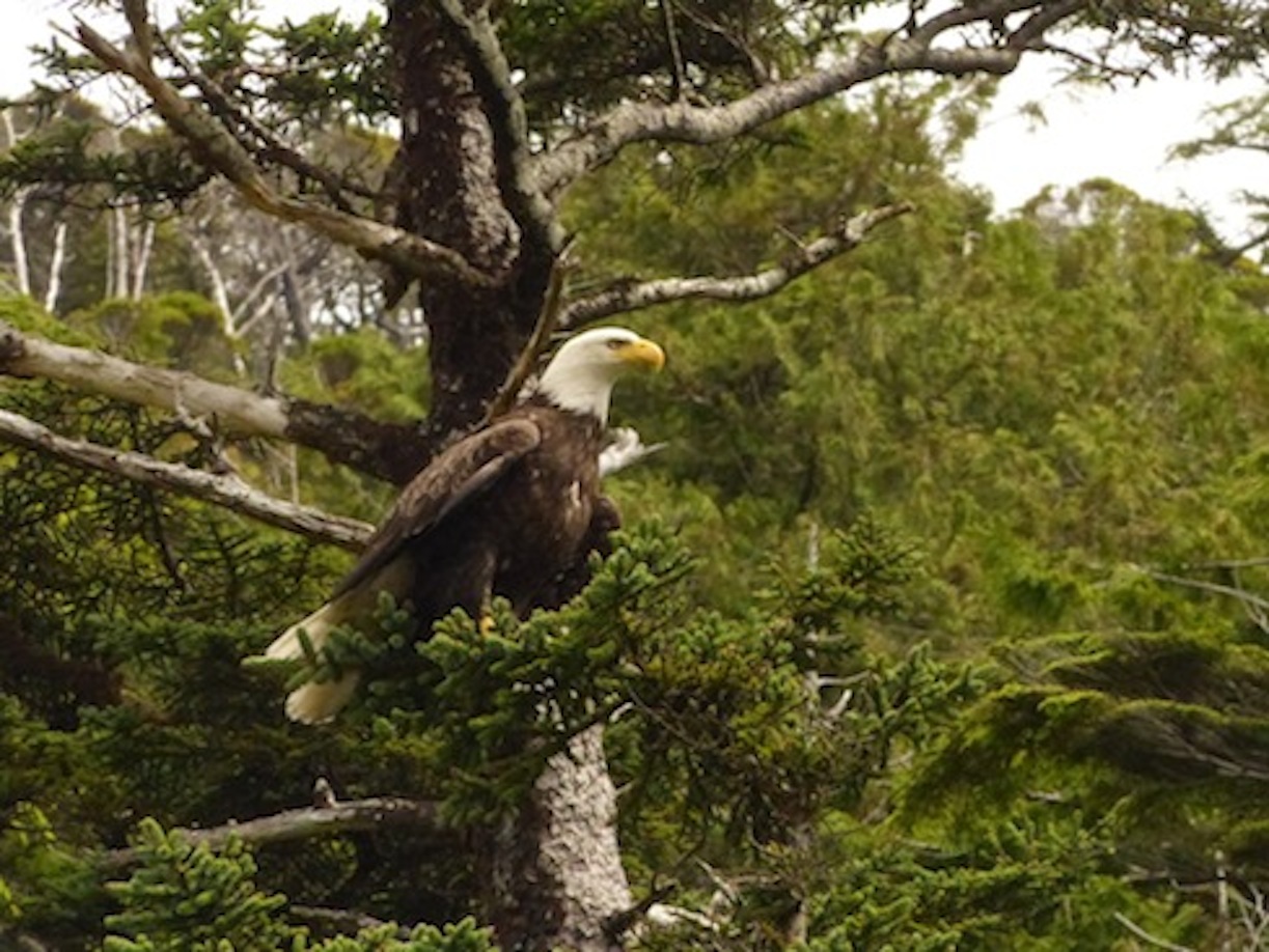 Gwaii Haanas 242